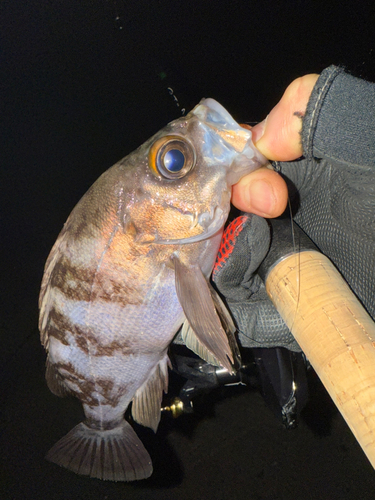 メバルの釣果