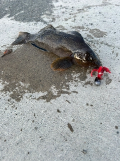 アイナメの釣果