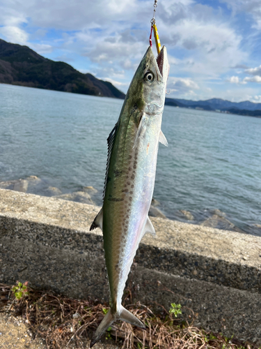 サゴシの釣果