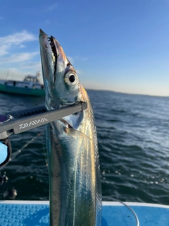 タチウオの釣果