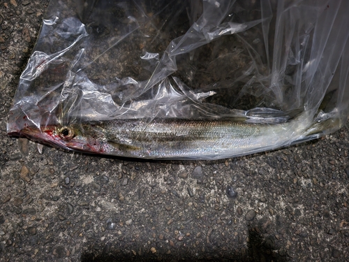 カマスの釣果