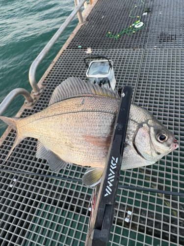 ウミタナゴの釣果