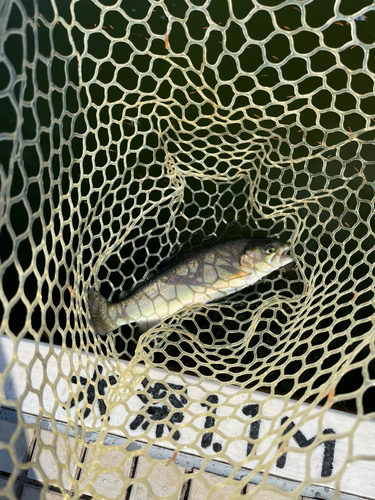 レインボートラウトの釣果