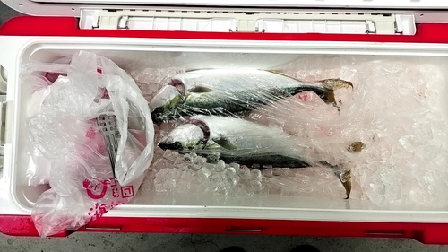 ヤズの釣果