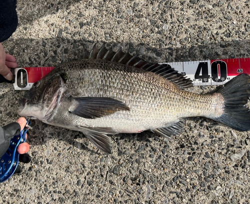 チヌの釣果