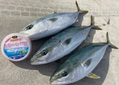 イナダの釣果