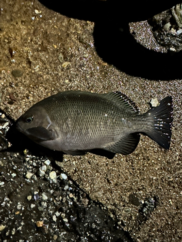 魚津補助港