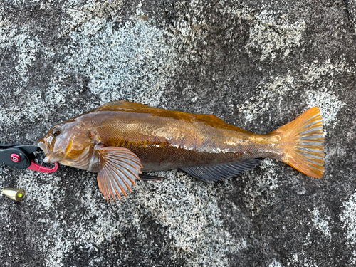 アイナメの釣果