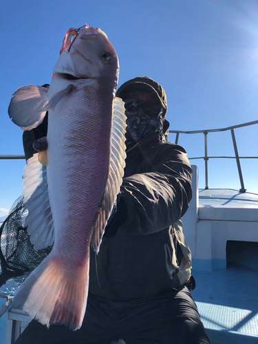 シロアマダイの釣果