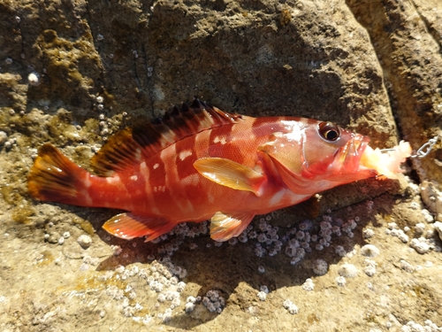 アカハタの釣果