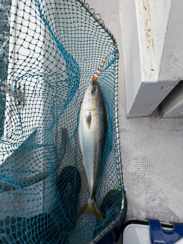 ハマチの釣果