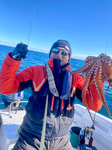 マダコの釣果