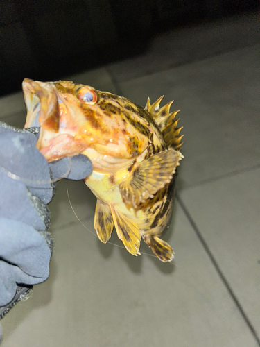 タケノコメバルの釣果