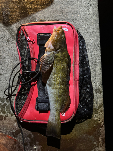 アイナメの釣果