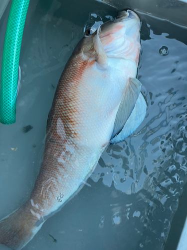 シロアマダイの釣果