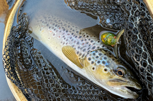 ブラウントラウトの釣果