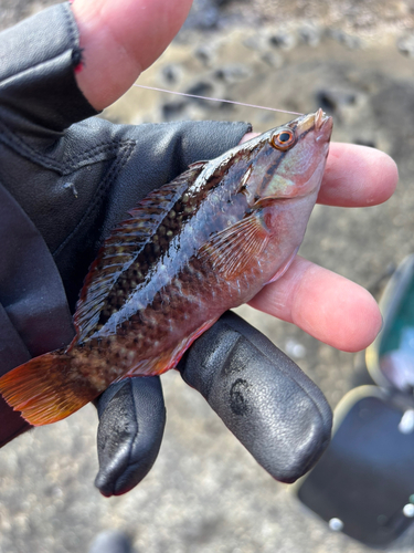 アカササノハベラの釣果