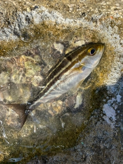 イサキの釣果