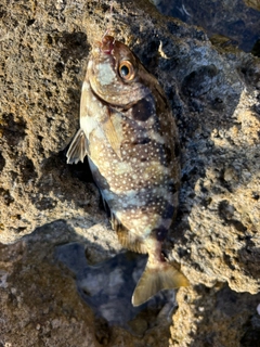 アイゴの釣果