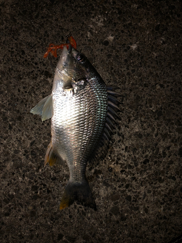 キビレの釣果