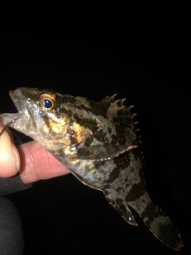 タケノコメバルの釣果