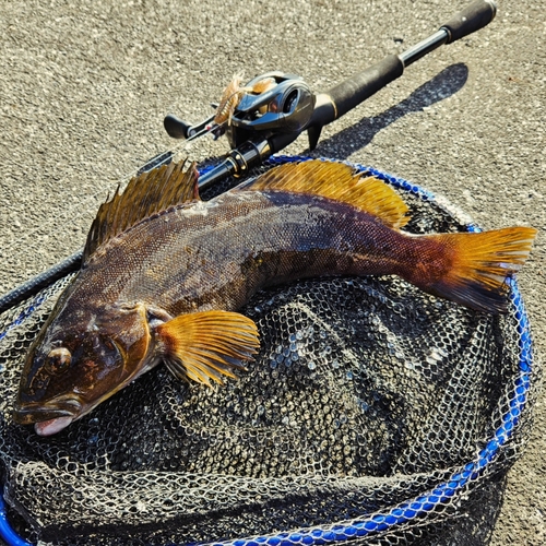 アイナメの釣果