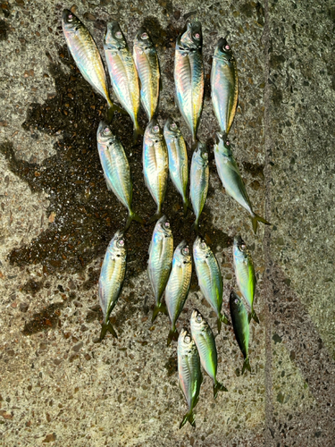 アジの釣果