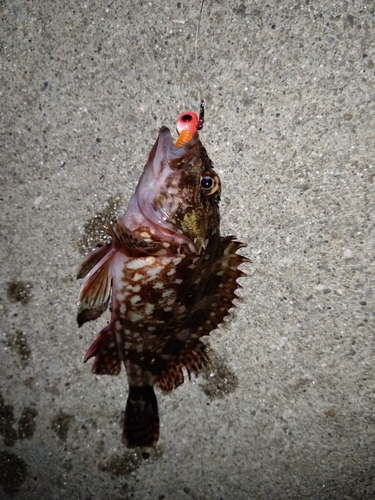 カサゴの釣果