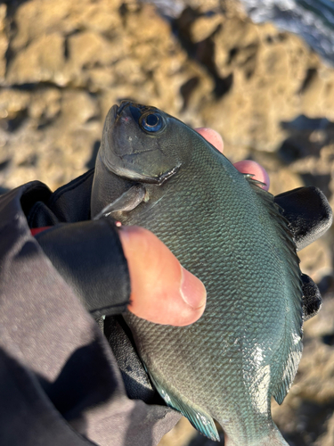 グレの釣果