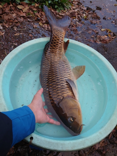 コイの釣果