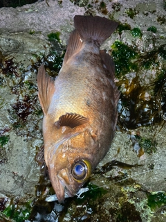 メバルの釣果