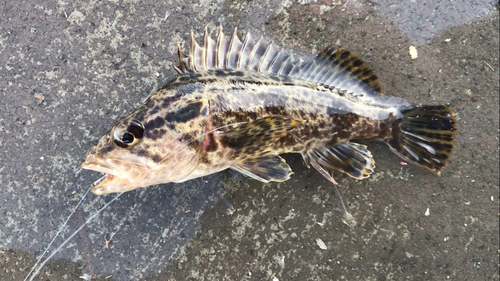 タケノコメバルの釣果