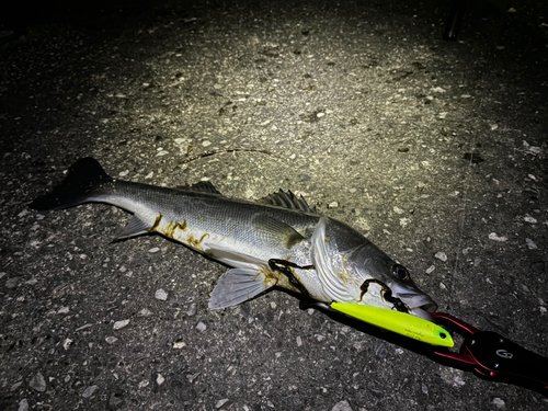 シーバスの釣果