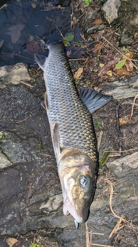 ニゴイの釣果