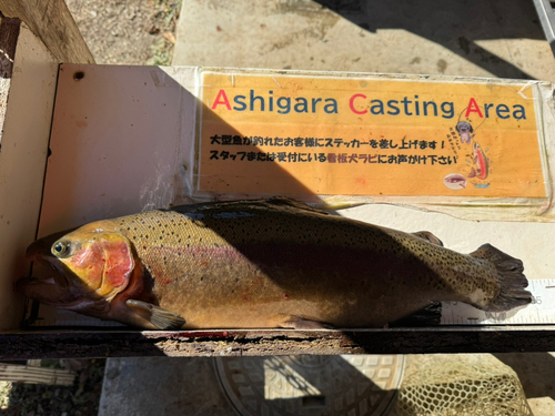 ニジマスの釣果