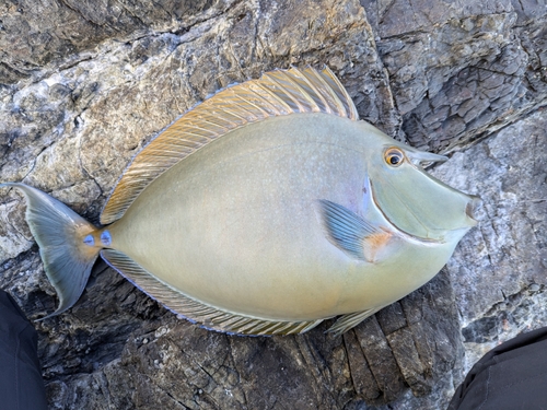 テングハギの釣果