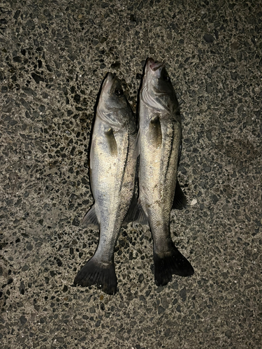 シーバスの釣果