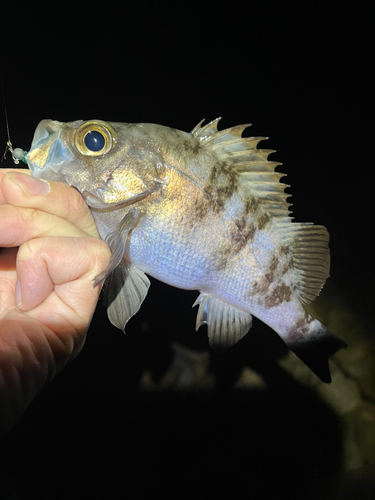 メバルの釣果