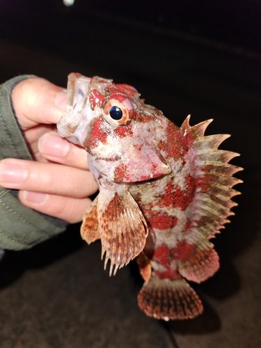 ヨロイメバルの釣果