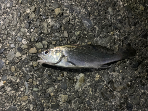 ニベの釣果