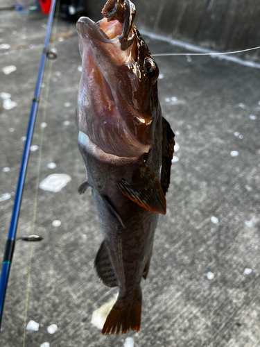 アイナメの釣果