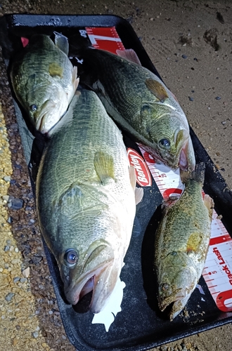 ブラックバスの釣果