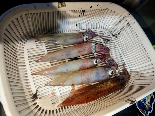 イカの釣果