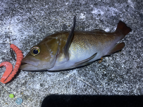 エゾメバルの釣果