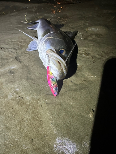 スズキの釣果