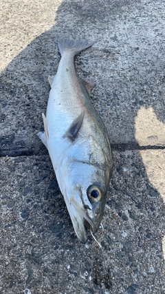 スズキの釣果