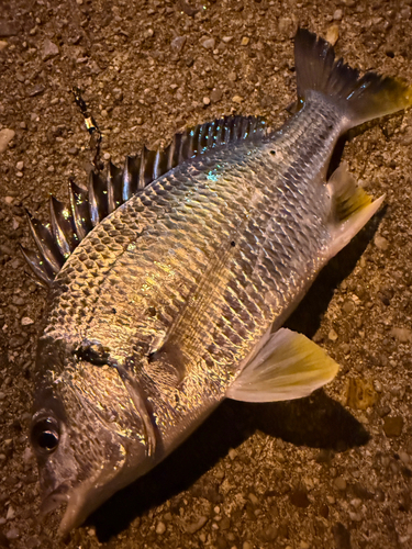 キビレの釣果