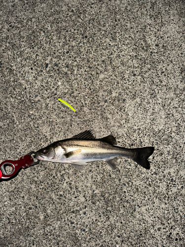 セイゴ（マルスズキ）の釣果