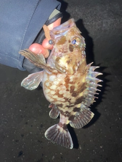 カサゴの釣果