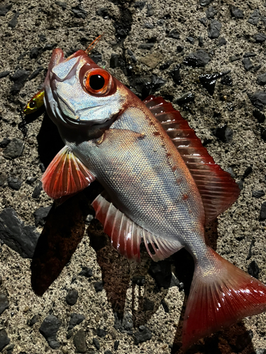 ホウセキキントキの釣果